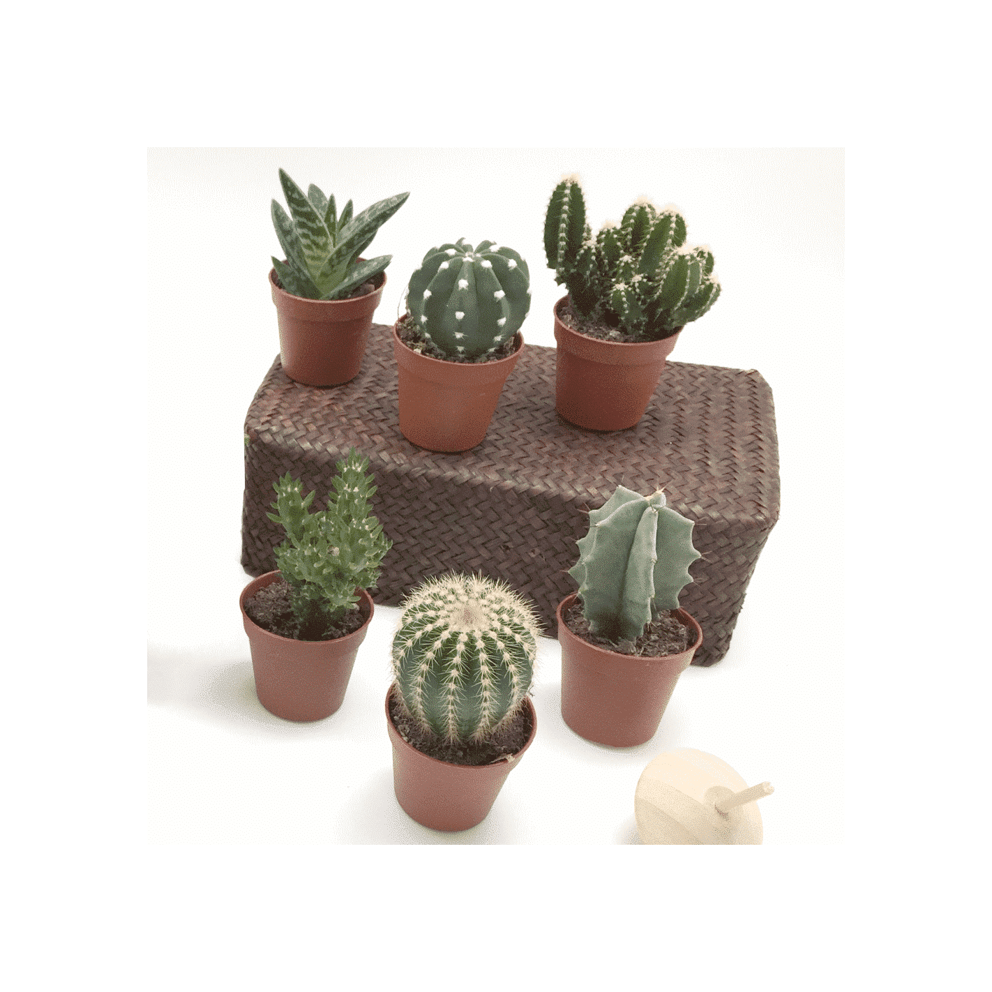 pianta grassa punte rosse vaso ceramica idea decorazione wedding matrimonio