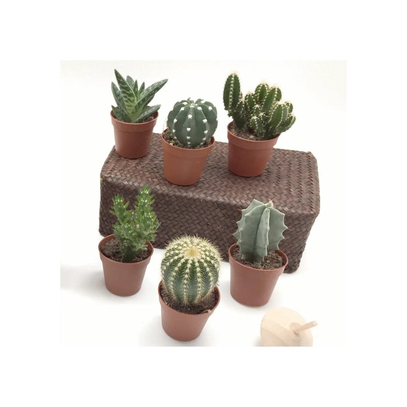 pianta grassa punte rosse vaso ceramica idea decorazione wedding matrimonio