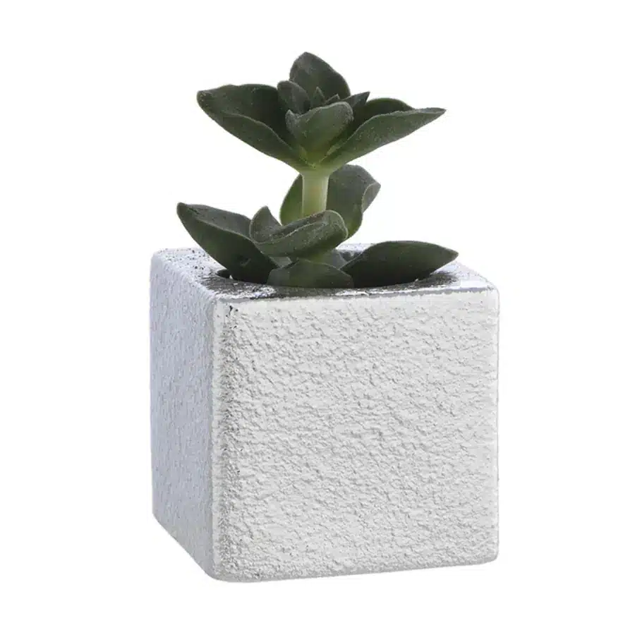 Bagutta portavaso cubo argento con piantina grassa assortita 2009 01 S