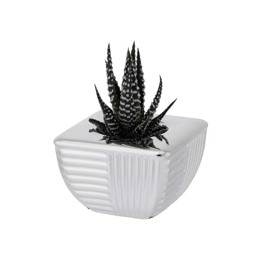 Bagutta portavaso base quadra 2243 01